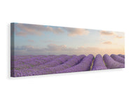 Leinwandbild Panorama Das blühende Lavendelfeld