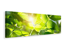 Laden Sie das Bild in den Galerie-Viewer, Leinwandbild Panorama Es grünt so grün