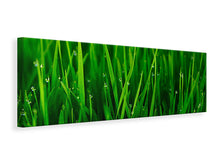 Laden Sie das Bild in den Galerie-Viewer, Leinwandbild Panorama Gras mit Morgentau