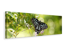 Laden Sie das Bild in den Galerie-Viewer, Leinwandbild Panorama Papilio Schmetterling XXL