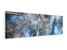 Laden Sie das Bild in den Galerie-Viewer, Leinwandbild Panorama Birkenkronen