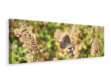 Laden Sie das Bild in den Galerie-Viewer, Leinwandbild Panorama Der Bläuling