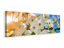 Laden Sie das Bild in den Galerie-Viewer, Leinwandbild Panorama Die Apfelbaum Blüte