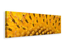 Laden Sie das Bild in den Galerie-Viewer, Leinwandbild Panorama Die Knospen der Sonnenblume in XXL