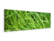Laden Sie das Bild in den Galerie-Viewer, Leinwandbild Panorama Frischer Schnittlauch XL