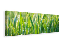 Laden Sie das Bild in den Galerie-Viewer, Leinwandbild Panorama Gras mit Morgentau XL