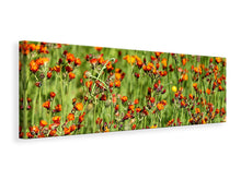 Laden Sie das Bild in den Galerie-Viewer, Leinwandbild Panorama Habichtskräuter