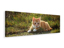 Laden Sie das Bild in den Galerie-Viewer, Leinwandbild Panorama Kitten in der Natur