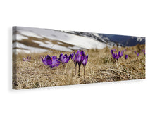 Laden Sie das Bild in den Galerie-Viewer, Leinwandbild Panorama Lila Krokus