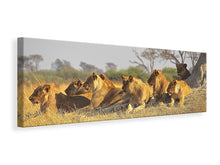 Laden Sie das Bild in den Galerie-Viewer, Leinwandbild Panorama Löwen Familie