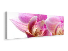 Laden Sie das Bild in den Galerie-Viewer, Leinwandbild Panorama Prächtige Phalaenopsis