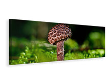 Laden Sie das Bild in den Galerie-Viewer, Leinwandbild Panorama Strobilomyces Strobilaceus