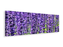 Laden Sie das Bild in den Galerie-Viewer, Leinwandbild Panorama XL Lavendel